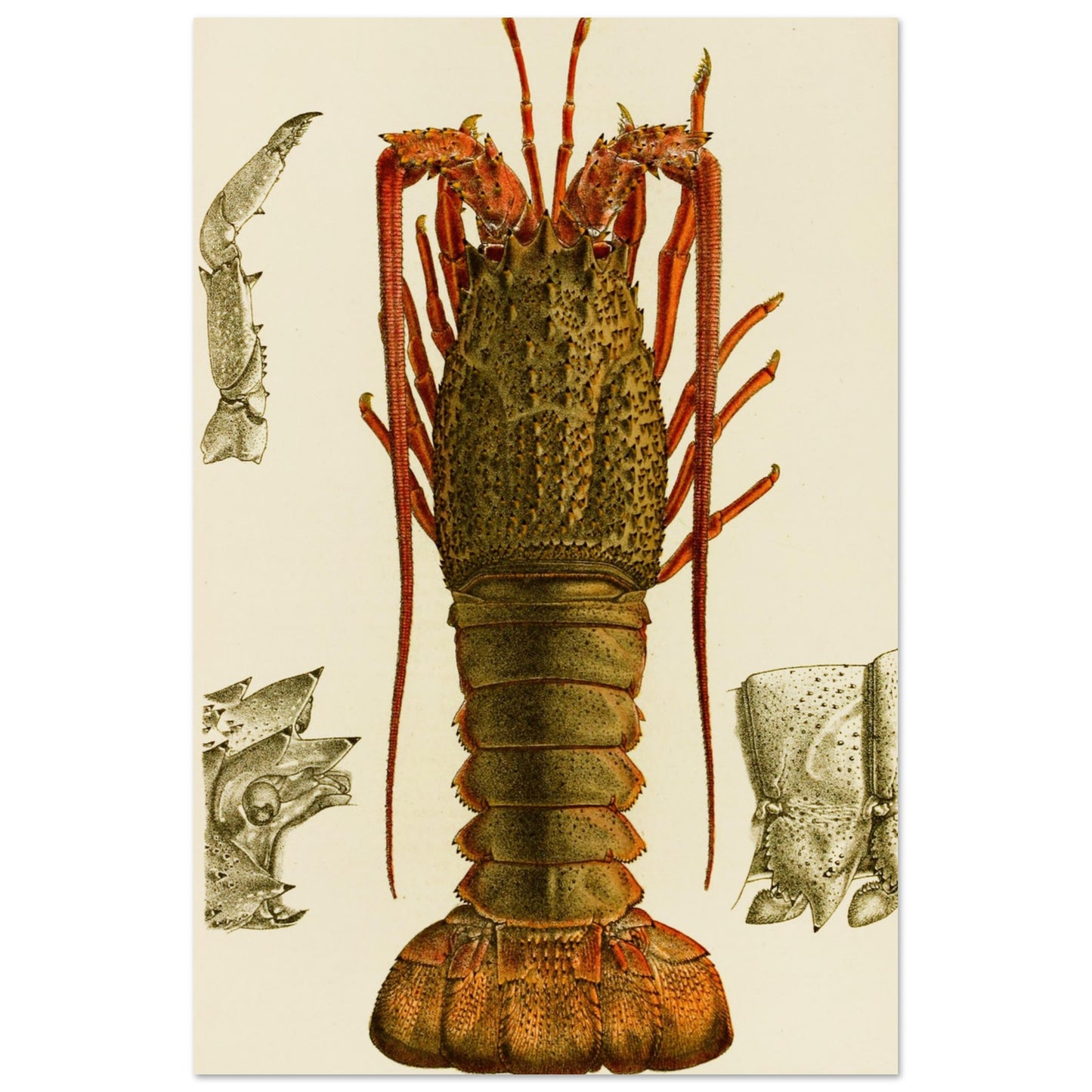 Crustacea I Art Print by Frederick McCoy Vintage Natural History Illustration – room setting display | Buy Irish Art