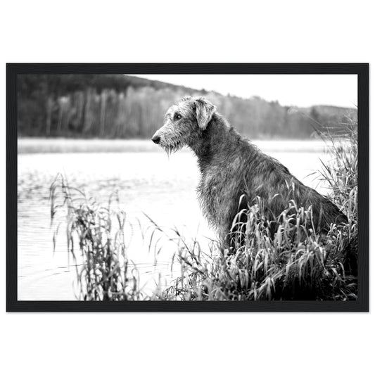 Irish Wolfhound black and white wall art print — gallery edition framed