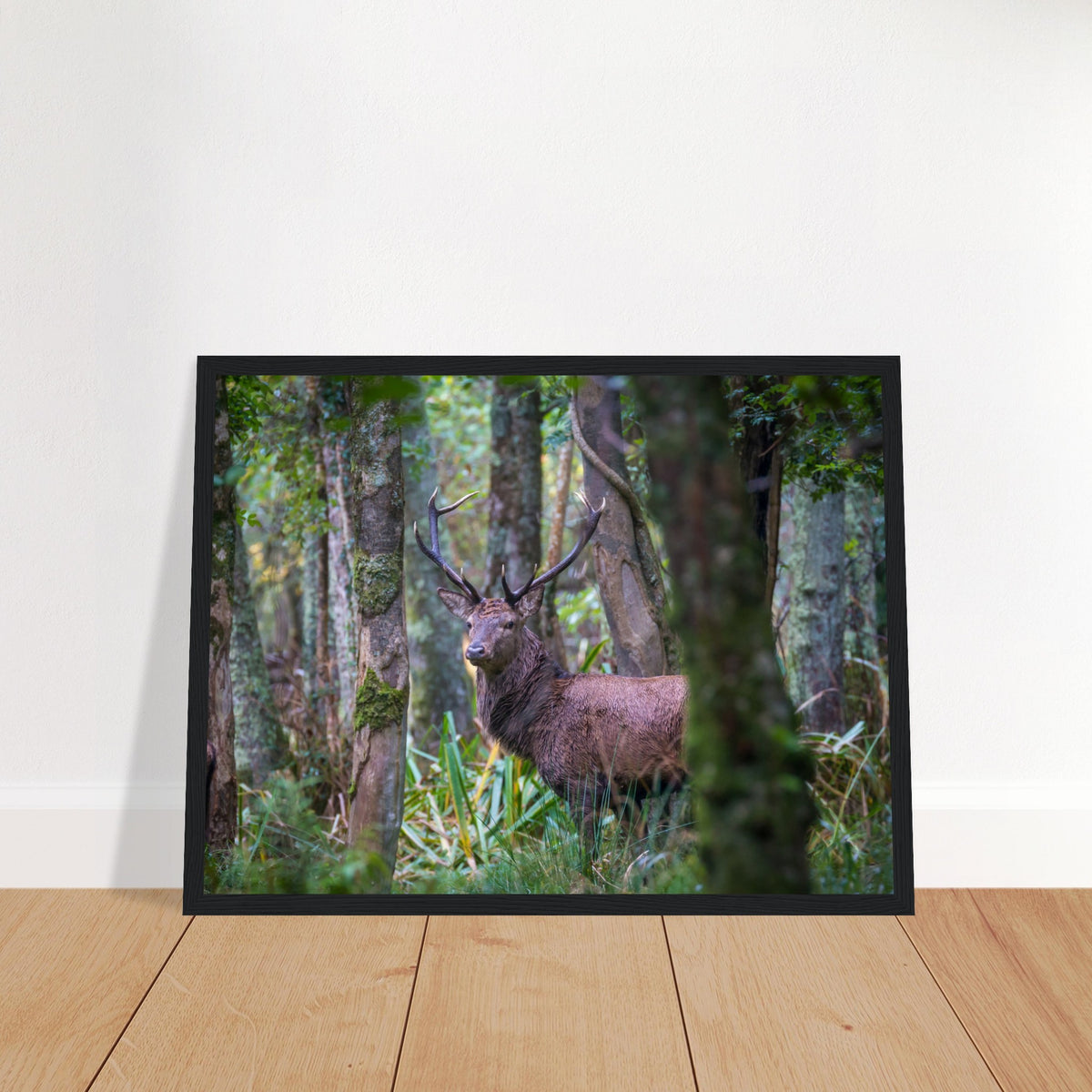Irish red deer photographic print in a black frame leaning against a white wall on a wooden floor