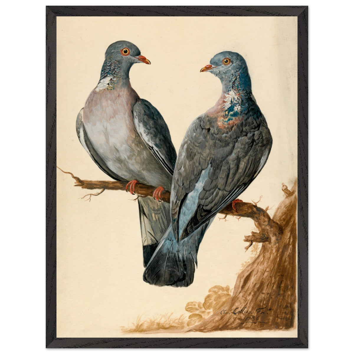 Black framed print of two wood pigeons on a branch by Charles Collins