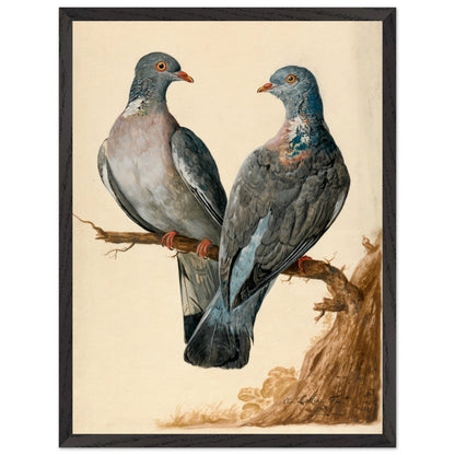 Black framed print of two wood pigeons on a branch by Charles Collins