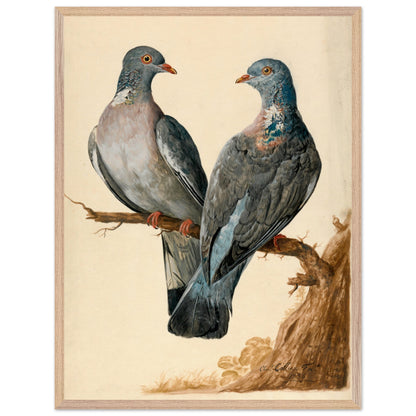 Oak framed print of two wood pigeons on a branch by Charles Collins