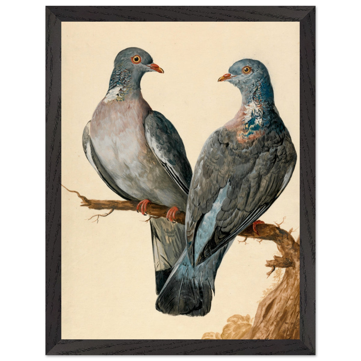 Two wood pigeons on a branch by Charles Collins framed print in a black frame