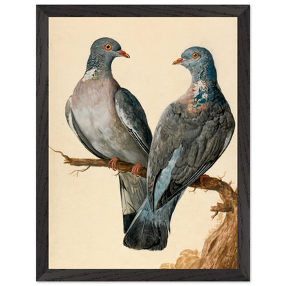 Two wood pigeons on a branch by Charles Collins framed print in a black frame