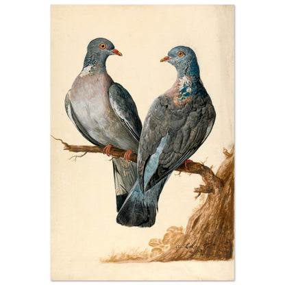 Two wood pigeons on a branch by Charles Collins unframed print with a white border