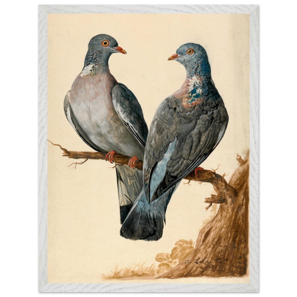 Two wood pigeons on a branch by Charles Collins art print in a white wooden frame