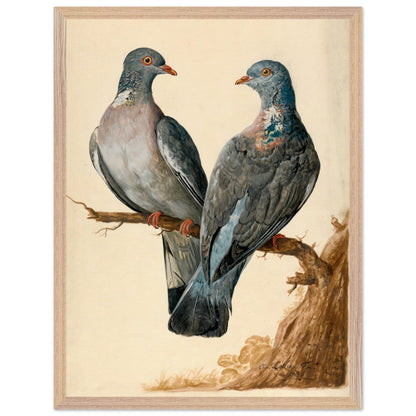 Two wood pigeons on a branch by Charles Collins art print in a light oak wooden frame