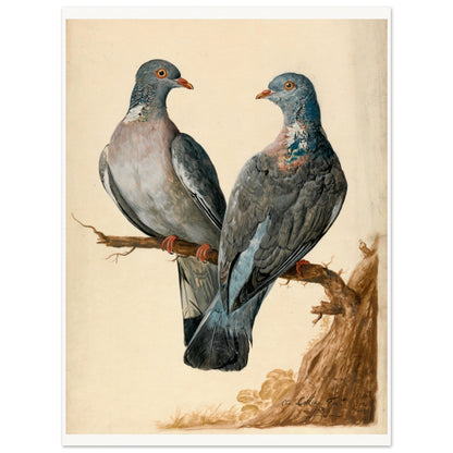 Plain unframed print of two wood pigeons on a branch by Charles Collins with narrow margins