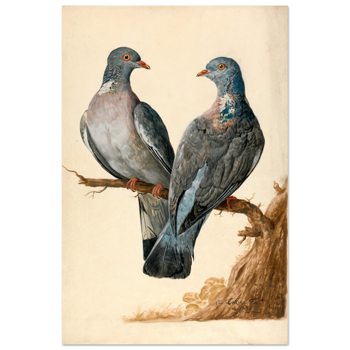 Two wood pigeons on a branch by Charles Collins print shown unframed, front view