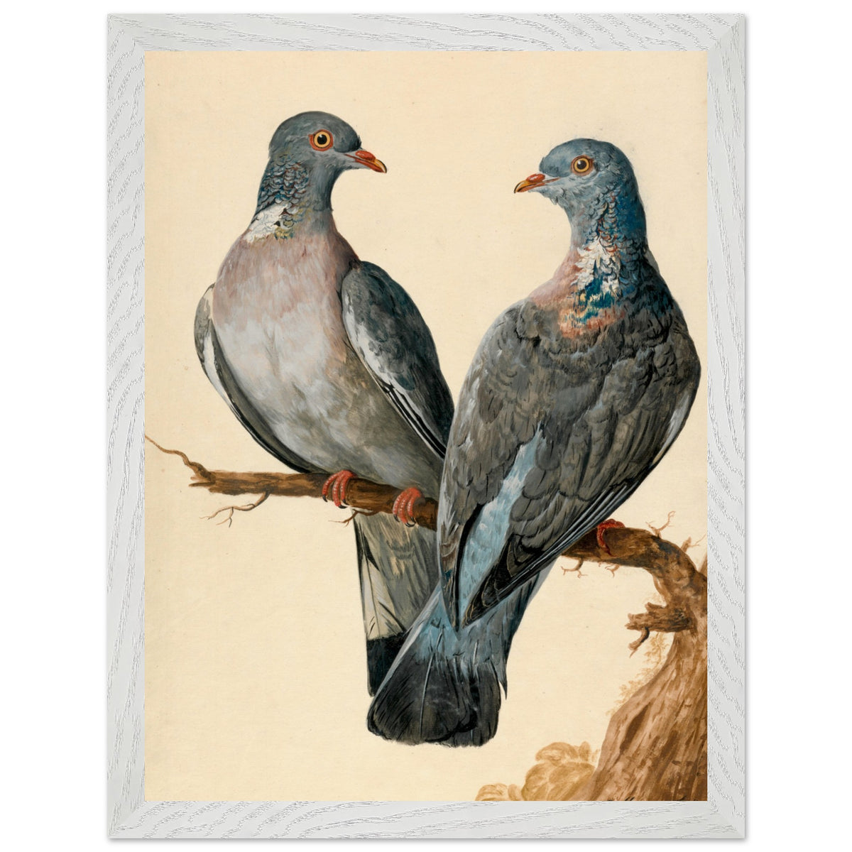 Two wood pigeons on a branch by Charles Collins framed print in a white frame
