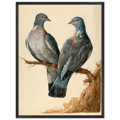 Two wood pigeons on a branch by Charles Collins art print in a black wooden frame