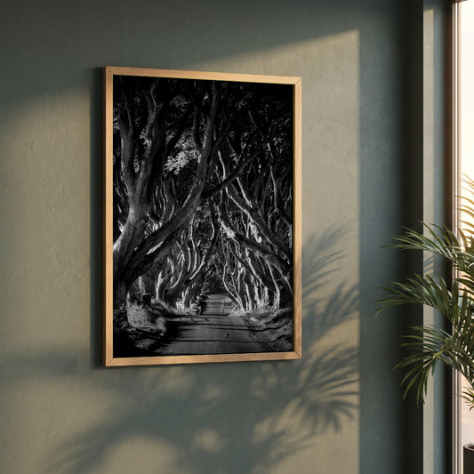 Dark Hedges framed print in a natural oak frame on a dark green wall beside a window, dappled plant shadow