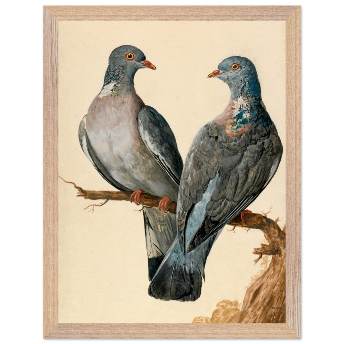 Two wood pigeons on a branch by Charles Collins framed print in a natural oak frame