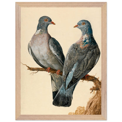 Two wood pigeons on a branch by Charles Collins framed print in a natural oak frame