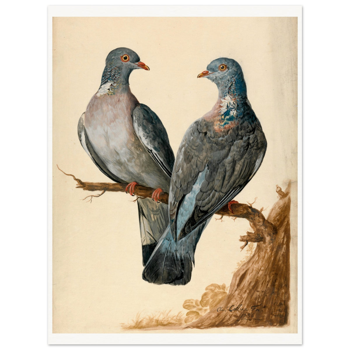 Two wood pigeons on a branch by Charles Collins as an unframed paper print on a white background