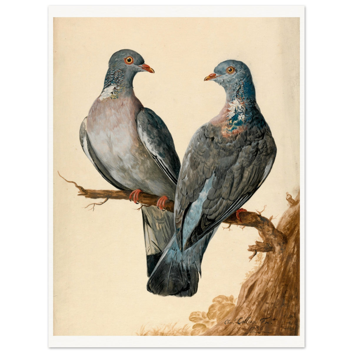 Unframed art print of two wood pigeons on a branch by Charles Collins on white paper