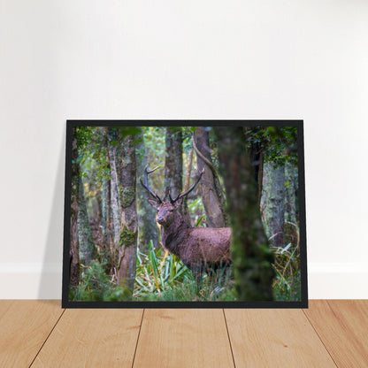 Irish red deer photographic print in a black frame leaning against a white wall on a wooden floor