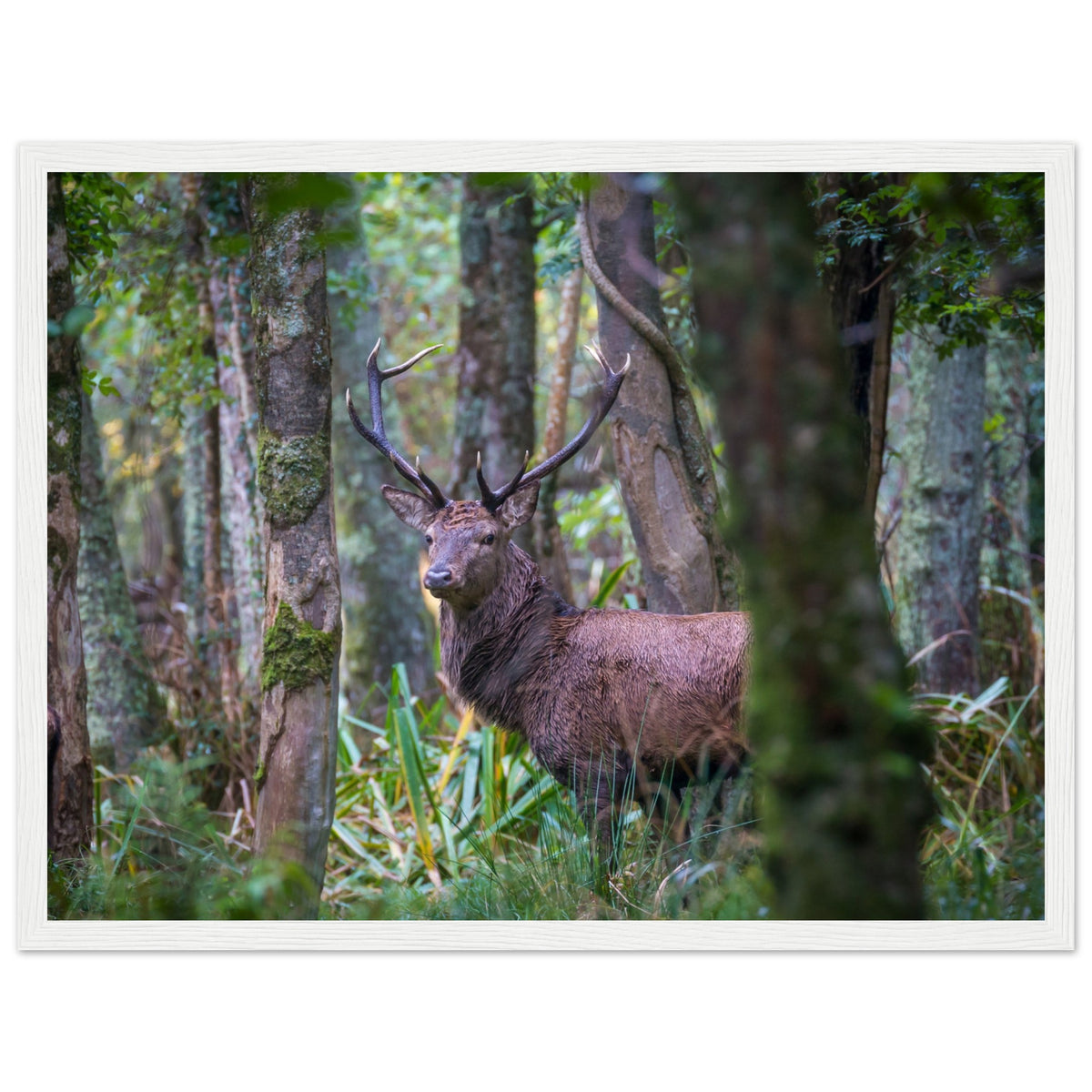 Irish red deer photographic print in a white frame, stag half-hidden by trees
