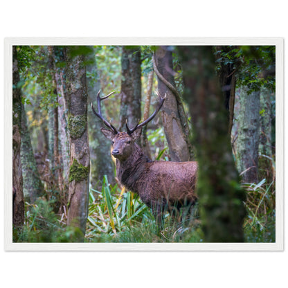 Irish red deer photographic print in a white frame, stag half-hidden by trees