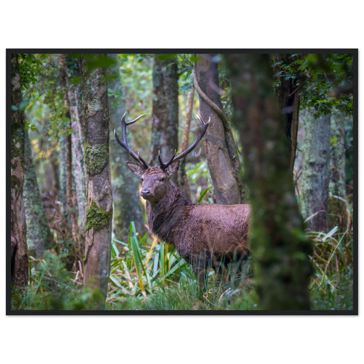 Irish red deer stag in green woodland ferns, photographic print in a slim black frame