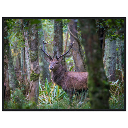 Irish red deer stag in green woodland ferns, photographic print in a slim black frame