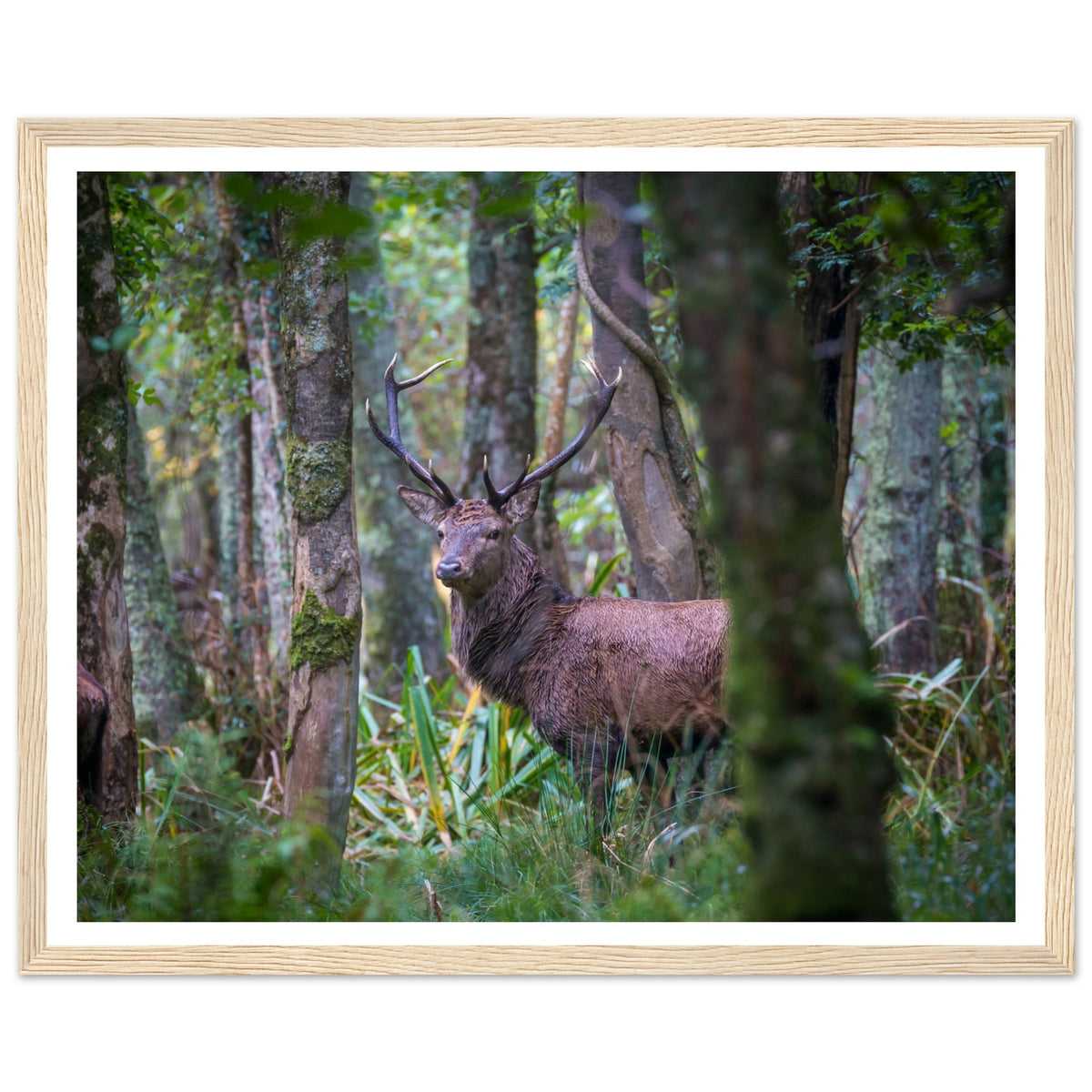 Irish red deer stag in woodland, photographic print in an oak frame with a white mount