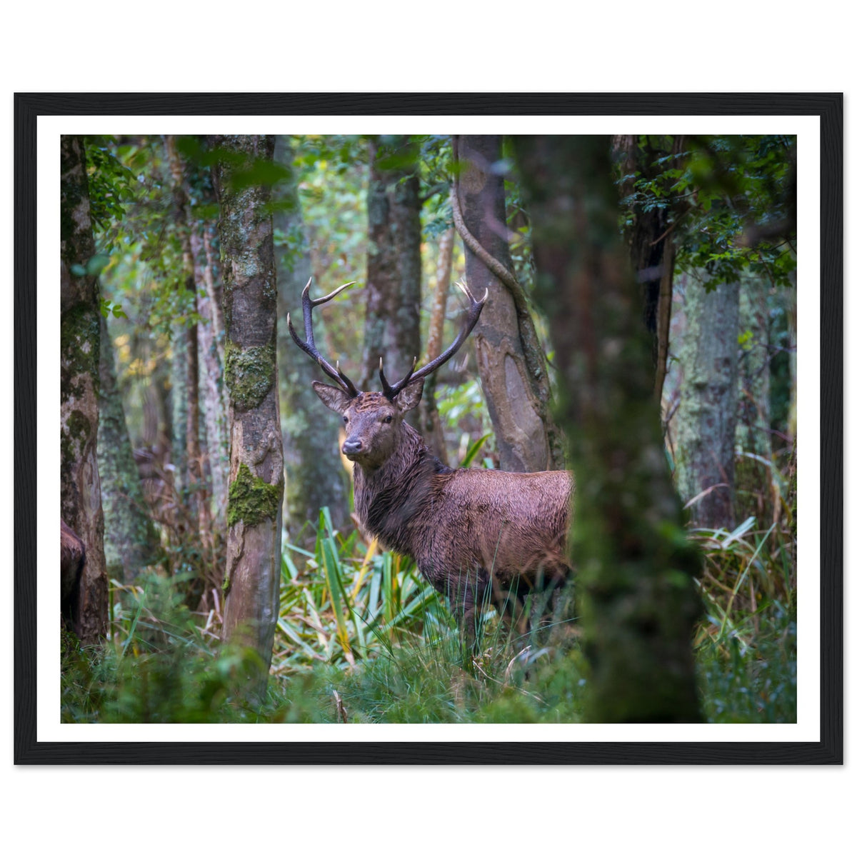 Irish red deer stag photograph in a black frame with a white mount
