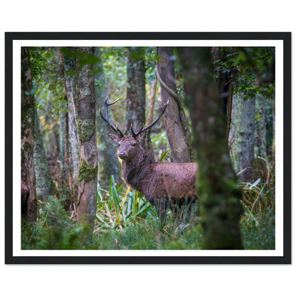 Irish red deer stag photograph in a black frame with a white mount