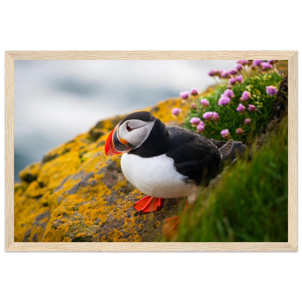 Puffin on a coastal clifftop, photographic print in a light oak frame, straight-on view
