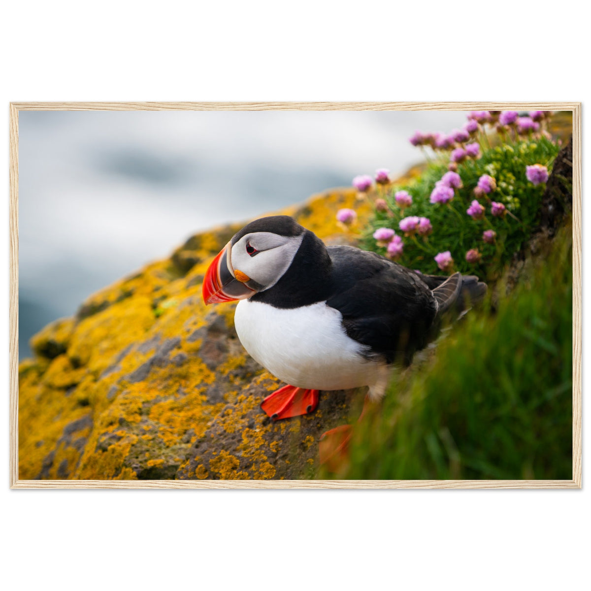 Puffin photographic print in a natural oak frame, front view
