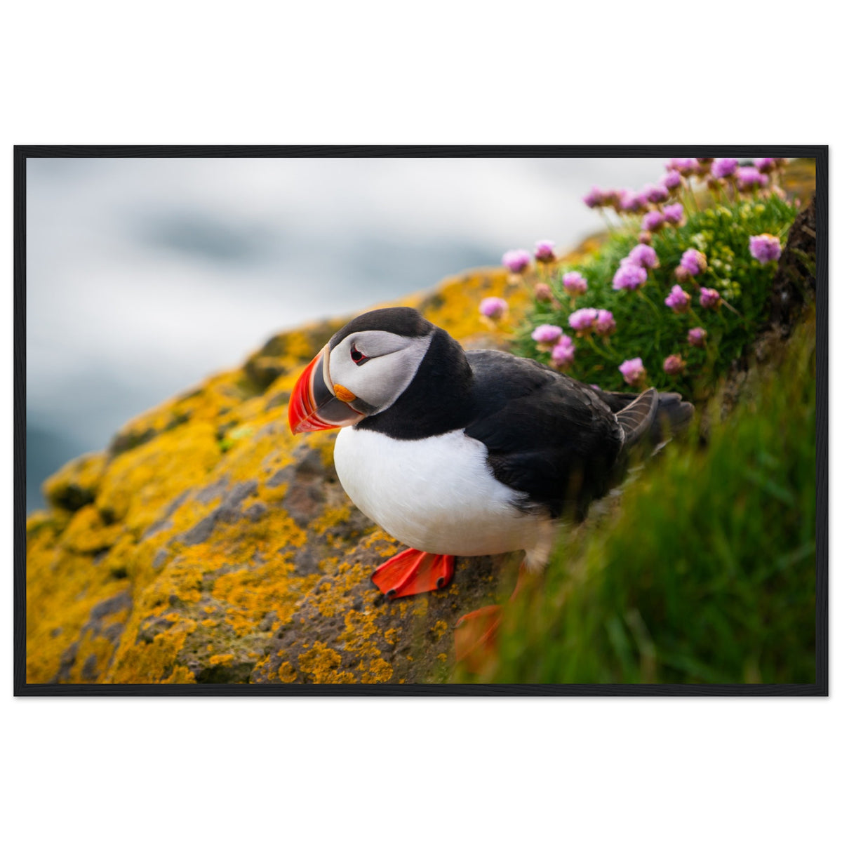Puffin photographic print in a slim black frame, straight-on view