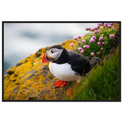 Puffin photographic print in a slim black frame, straight-on view