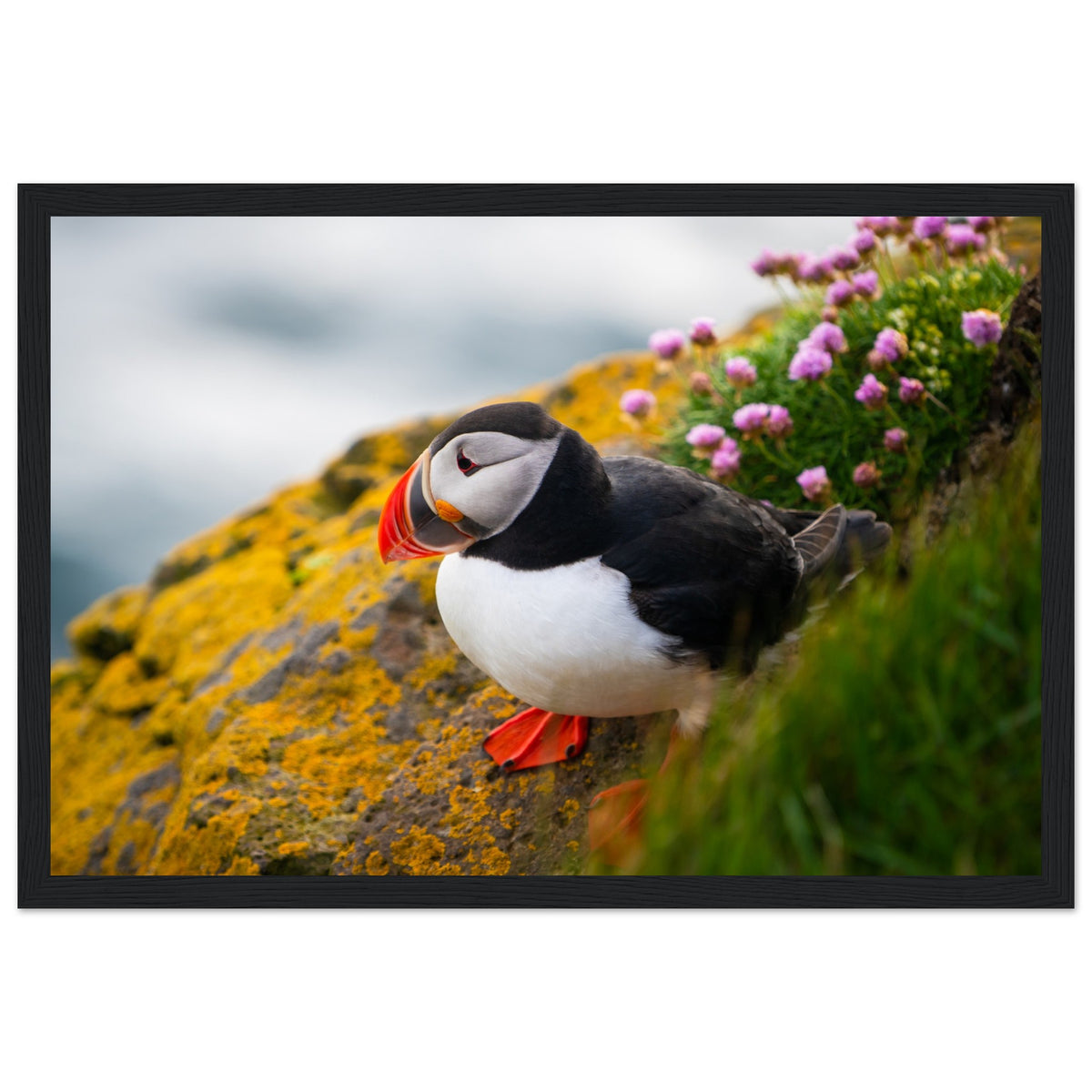 Puffin photographic print in a wide black frame, front view