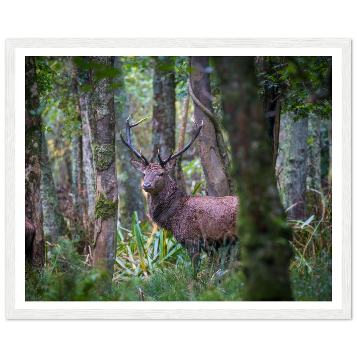 Red deer stag among trees, Irish wildlife photograph in a white frame with a white mount