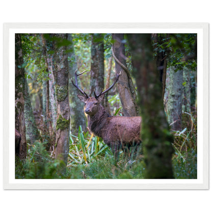 Red deer stag among trees, Irish wildlife photograph in a white frame with a white mount