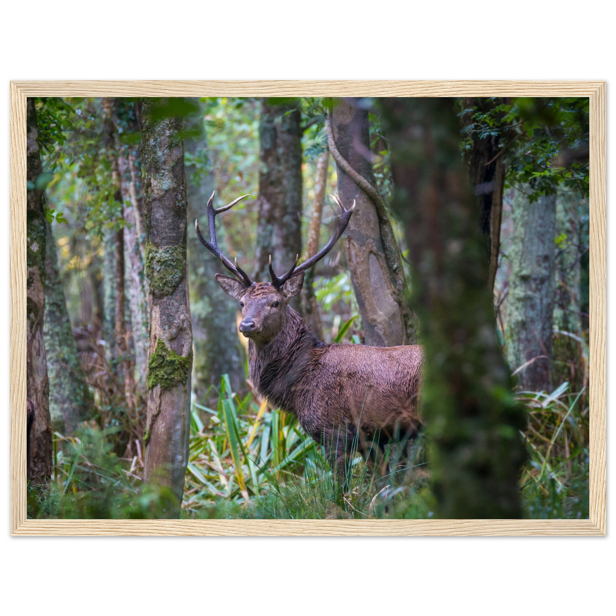 Red deer stag in an Irish forest, photograph print in a natural wood frame