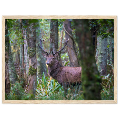 Red deer stag in an Irish forest, photograph print in a natural wood frame