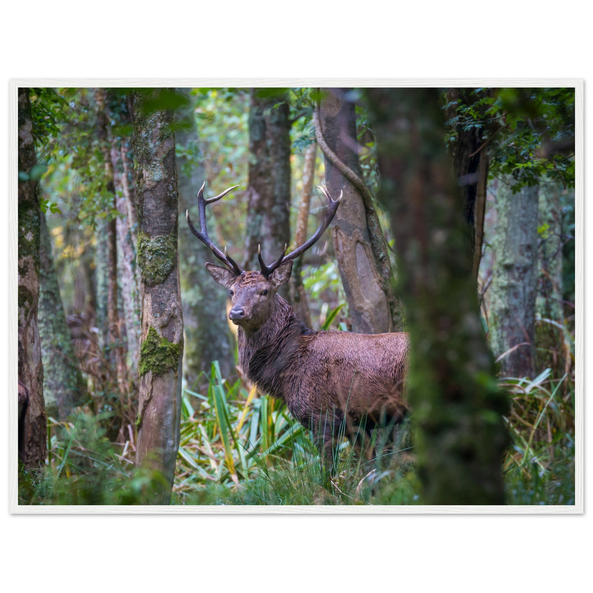 Red deer stag peering between tree trunks, Irish wildlife photograph print with a thin white frame