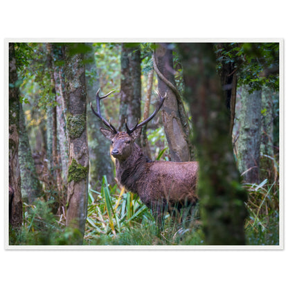 Red deer stag peering between tree trunks, Irish wildlife photograph print with a thin white frame